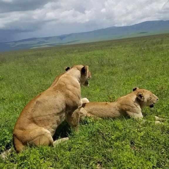 Private Safari